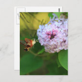 ハマグバード蛾 ポストカード (正面/裏面)