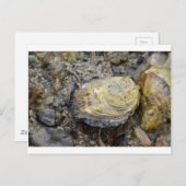 ハマグリの殻 ポストカード (正面/裏面)