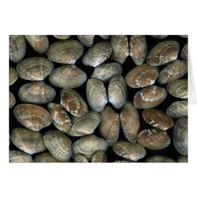 ハマグリの貝 (正面横)