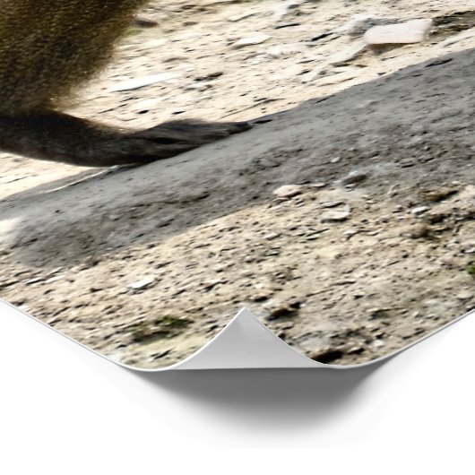 ハマドリヤスバブーン歩くオングラウンド ポスター (角)