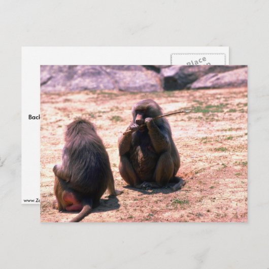 ハマドリヤヒのヒヒが樹皮を棒から引っ張る ポストカード (正面/裏面)