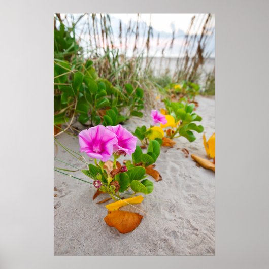 ハマヒルガオ (Ipomoea Stolonifera) ポスター (正面)