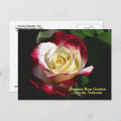 ハマンバラガーデンダブルデライトバラ#190n 019 ポストカード (正面/裏面)