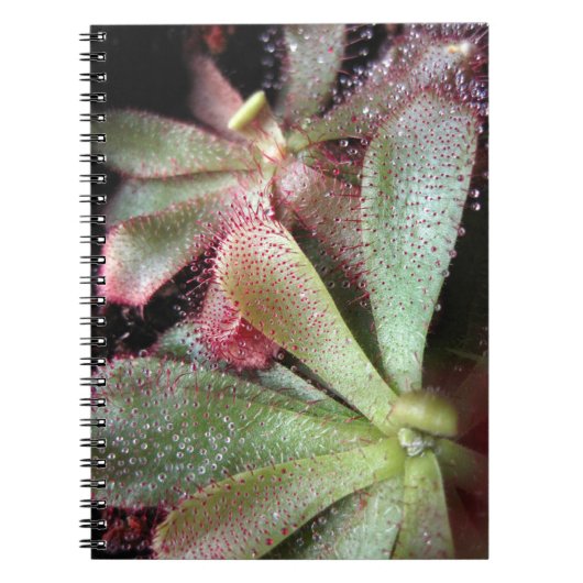 ハミルトンモウセンゴケの植物写真 ノートブック (正面)