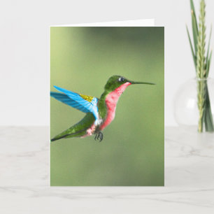 ハミングの鳥のカードすべての行事。 カード