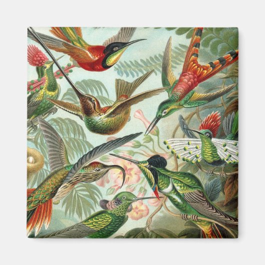 ハミングバーズスクエアマグネット マグネット (正面)