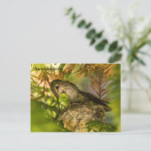 ハミングバードが巣を作る – はがき (スタンド正面)