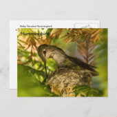 ハミングバードが巣を作る – はがき (正面/裏面)