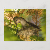 ハミングバードが巣を作る – はがき (正面)