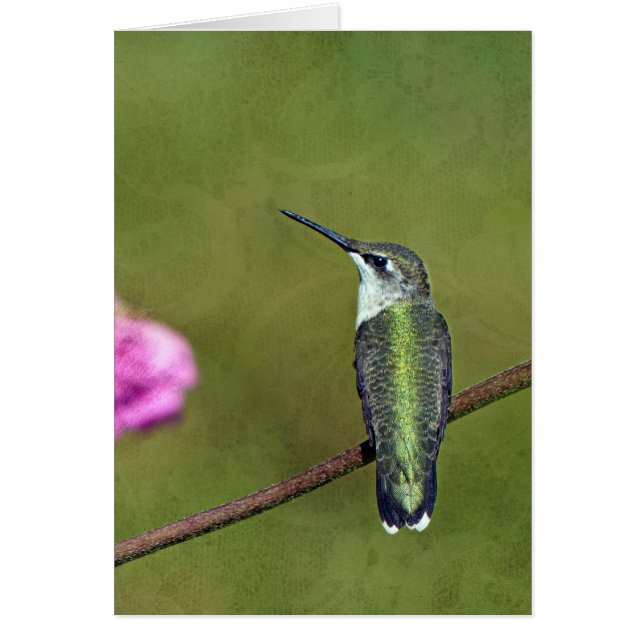 ハミングバードと《植物》百日草 (正面)