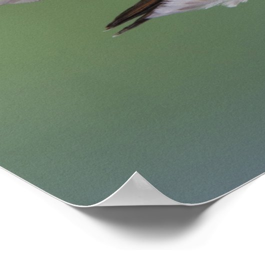 ハミングバードのブロードテール、セルアポストロス2 ポスター (角)