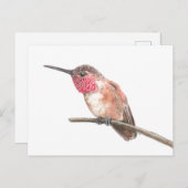 ハミングバードの水色 ポストカード (正面/裏面)