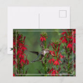ハミングバードアット（鳥）ショウジョウコウカンチョウフラワー ポストカード (正面/裏面)