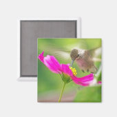 ハミングバードアニマル野生動物フローラ マグネット (正面/裏面)