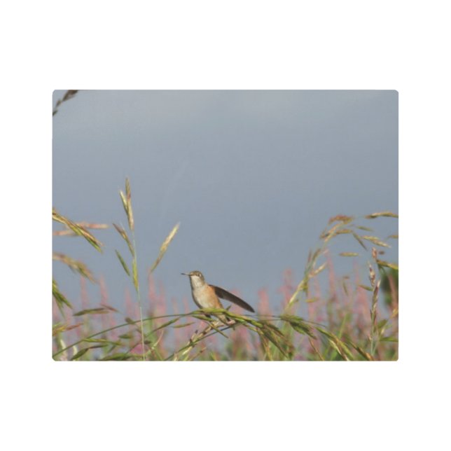 ハミングバードイングレーズブルースカイ名前をカスタムする メタルプリント (正面)