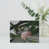 ハミングバードオンネストポストカード ポストカード (スタンド正面)