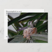 ハミングバードオンネストポストカード ポストカード (正面/裏面)