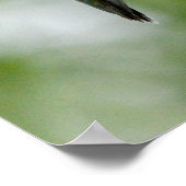 ハミングバードオンブルーサルビア ポスター (角)