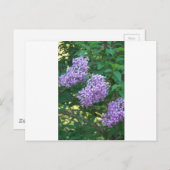 ハミングバードギフトアイディア ポストカード (正面/裏面)