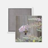 ハミングバードクリアウィングガ空白のスカード マグネット (正面/裏面)