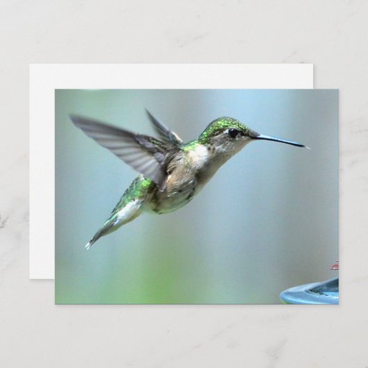 ハミングバードグリーン飛行写真野生動物 ポストカード (正面/裏面)