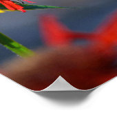 ハミングバードグローリー ポスター (角)