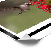 ハミングバードコラージュ ポスター (コーナー)