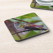 ハミングバードコースターオリジナル写真コスタリカ コースター (左側)