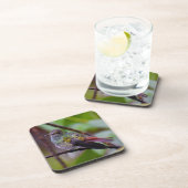 ハミングバードコースターオリジナル写真コスタリカ コースター (右側)