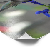 ハミングバードサルビアサファイアブループリント フォトプリント            (角)