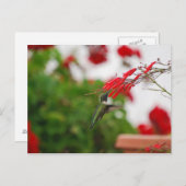 ハミングバードズフード ポストカード (正面/裏面)