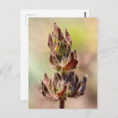 ハミングバードセージ ポストカード (正面/裏面)