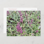 ハミングバードセージ ポストカード (正面/裏面)