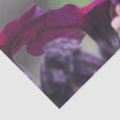 ハミングバードティッシュペーパー 薄葉紙 (詳細)