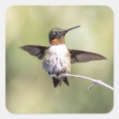 ハミングバードデザイン#4Q7A0015 スクエアシール (正面)