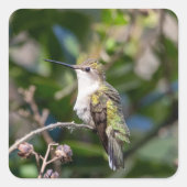 ハミングバードデザイン#4Q7A5301 スクエアシール (正面)
