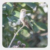 ハミングバードデザイン#4Q7A9974 スクエアシール (正面)