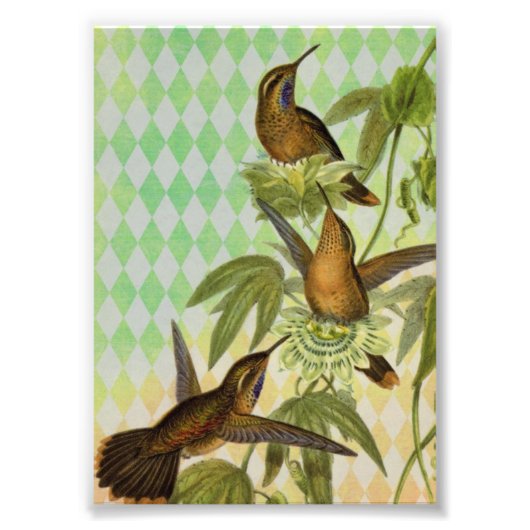 ハミングバードデジタルアート フォトプリント            (正面)