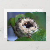 ハミングバードネスト写真 ポストカード (正面/裏面)