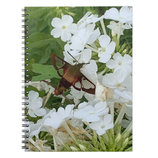 ハミングバードノート ノートブック (正面)