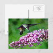 ハミングバードピンクの花野生生物写真 ポストカード (正面/裏面)