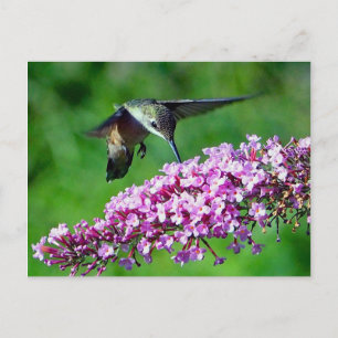 ハミングバードピンクの花野生生物写真 ポストカード