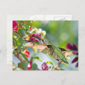 ハミングバードファストフード ポストカード (正面/裏面)