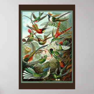 ハミングバードプリント ポスター