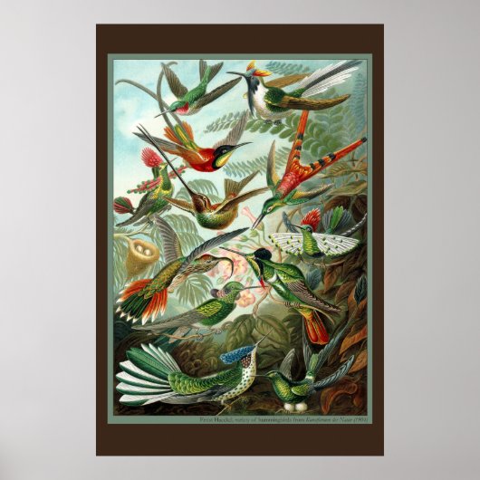 ハミングバードプリント ポスター (正面)