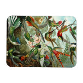 ハミングバードプレミアムマグネット マグネット (横)