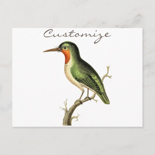 ハミングバードペルッチドサンダー_コーブ ポストカード (正面)