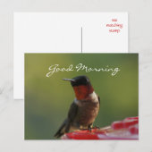 ハミングバードポストカカスタマイズー –  ポストカード (正面/裏面)