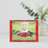 ハミングバードポストカード ポストカード (スタンド正面)