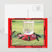 ハミングバードポストカード ポストカード (正面/裏面)